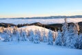 Mountains in a foggy morning and snow-covered green Christmas trees.Marvelous winter background. Beautiful Christmas holliday.