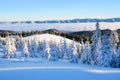 Mountains in a foggy morning and snow covered green Christmas trees. Marvelous winter background. Beautiful Christmas holliday. Royalty Free Stock Photo