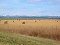 Mountains, Foothills, and Bales