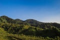 Mountains and forest