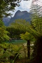 Mountains and forest landscape, New Zealand Royalty Free Stock Photo