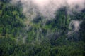 Mountains Forest Mist Pine Foggy Misty Trees