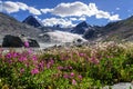 Mountains glacier flowers chamomile willow-tea Royalty Free Stock Photo