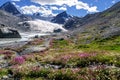 Mountains glacier flowers chamomile willow-tea Royalty Free Stock Photo