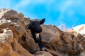 Mountains goat on rocky volcanic hillsides, Fuerteventura, Canary islands, Spain in winter Royalty Free Stock Photo