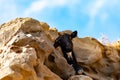 Mountains goat on rocky volcanic hillsides, Fuerteventura, Canary islands, Spain in winter Royalty Free Stock Photo