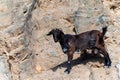 Mountains goat on rocky volcanic hillsides, Fuerteventura, Canary islands, Spain in winter Royalty Free Stock Photo