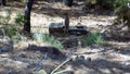 Mountains goat in watering hole - Ojen -Juanar-Andalusia-Spain