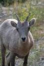 Mountains Goat (oreamnos americanus) also known as the Rocky Mou