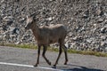 Mountains Goat (oreamnos americanus) also known as the Rocky Mou