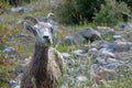 Mountains Goat (oreamnos americanus) also known as the Rocky Mou