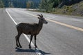 Mountains Goat (oreamnos americanus) also known as the Rocky Mou