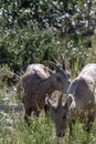 Mountains Goat (oreamnos americanus) also known as the Rocky Mou