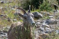 Mountains Goat (oreamnos americanus) also known as the Rocky Mou