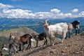 Mountains Goats in Gabler, Dolomites (IT) Royalty Free Stock Photo