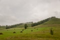 Mountains. Green field with tints of yellow with haystacks and trees far away. Summer, august Royalty Free Stock Photo