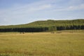 Mountains. Green field with tints of yellow with haystacks and trees far away. Summer, august Royalty Free Stock Photo