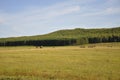 Mountains. Green field with tints of yellow with haystacks and trees far away. Summer, august Royalty Free Stock Photo