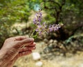 Mountains healing flowers of sage in hand on natural background