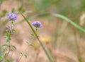 Mountains healing flowers of thyme on natural background close