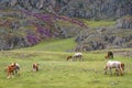 Mountains horses herd graze spring