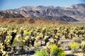 Cholla cacti in pinto basin