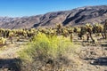 Cholla cacti in pinto basin joshua tree national park