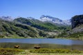 Mountains and lake with bulls