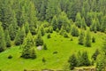 Pines in the top of Carpathians mountains