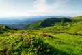 Mountains landscape in summer time. Blossoming mountain alpine meadows. Field and flowers in the daytime.