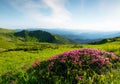 Mountains landscape in summer time. Blossoming mountain alpine meadows. Field and flowers in the daytime.