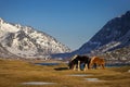 Mountains landscape with three horses on the foreground Royalty Free Stock Photo