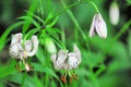 Wild lily in the mountains