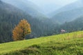 The mountains. Lonely yellow tree