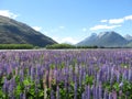 Mountains and lupins at Rees Valley Station