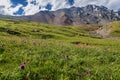 Mountains meadow alpine wildflowers hills Royalty Free Stock Photo