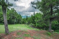 Mountains morass with doglas fir and pine trees Royalty Free Stock Photo