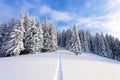 Mountains in a morning and snow covered green Christmas trees.Marvelous winter background. Beautiful Christmas holliday.