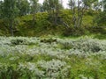 Green nature in the mountains of north Dalarna, Sweden