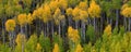 Mountainside Wilderness Forest of Fall Aspen Trees Golden and Green Colors Autumn Royalty Free Stock Photo