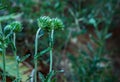 Mountains natural healing herbs on natural background