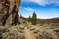 Mountains and pine tree forest near volcano Teide, partly covered by the clouds. Bright blue sky. Teide National Park, Tenerife, Royalty Free Stock Photo