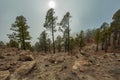 Mountains and pine tree forest near volcano Teide, partly covered by the clouds. Bright blue sky. Teide National Park, Tenerife, Royalty Free Stock Photo