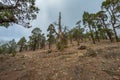 Mountains and pine tree forest near volcano Teide, partly covered by the clouds. Bright blue sky. Teide National Park, Tenerife, Royalty Free Stock Photo