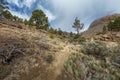 Mountains and pine tree forest near volcano Teide, partly covered by the clouds. Bright blue sky. Teide National Park, Tenerife, Royalty Free Stock Photo