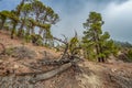 Mountains and pine tree forest near volcano Teide, partly covered by the clouds. Bright blue sky. Teide National Park, Tenerife, Royalty Free Stock Photo