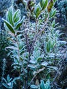 Mountains plants with hoarfrost Royalty Free Stock Photo