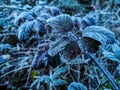 Mountains plants with hoarfrost Royalty Free Stock Photo