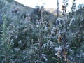 Mountains plants with hoarfrost Royalty Free Stock Photo