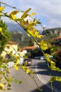 Mountains and road leading into the village of Kardamyli Greece on the Peloponnese peninsula seen through a branch of winter jasi Royalty Free Stock Photo